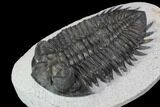 Bargain, Coltraneia Trilobite Fossil - Huge Faceted Eyes #92121-3